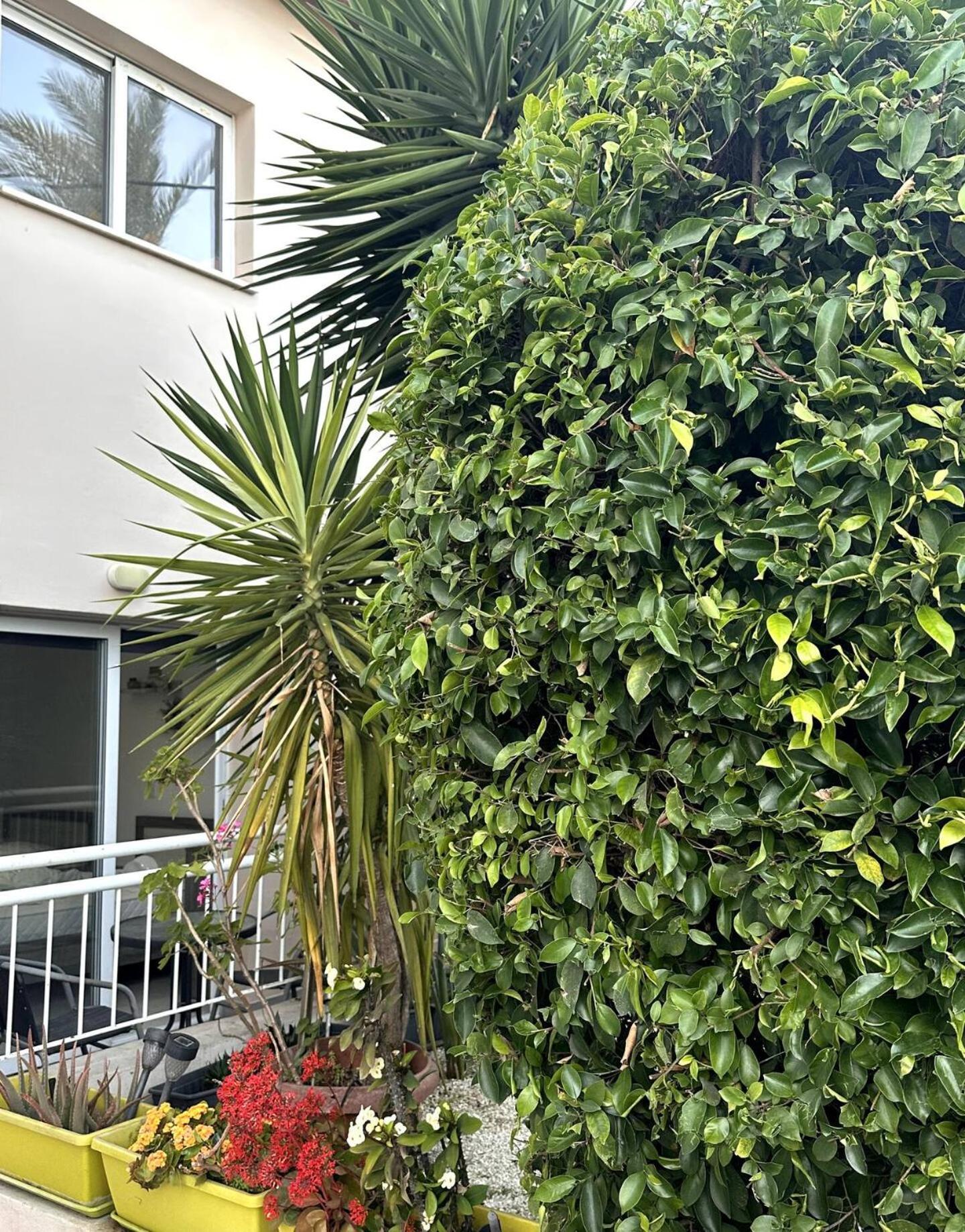Olymbos Garden Apartment IV Ajía Nápa Eksteriør bilde